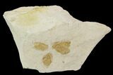 Four Fossil Pea Crabs (Pinnixa) From California - Miocene #128104-1